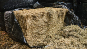 Opened bale of haylage