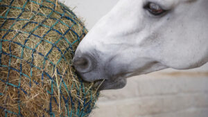 Horse eating hay out of small holed haynet