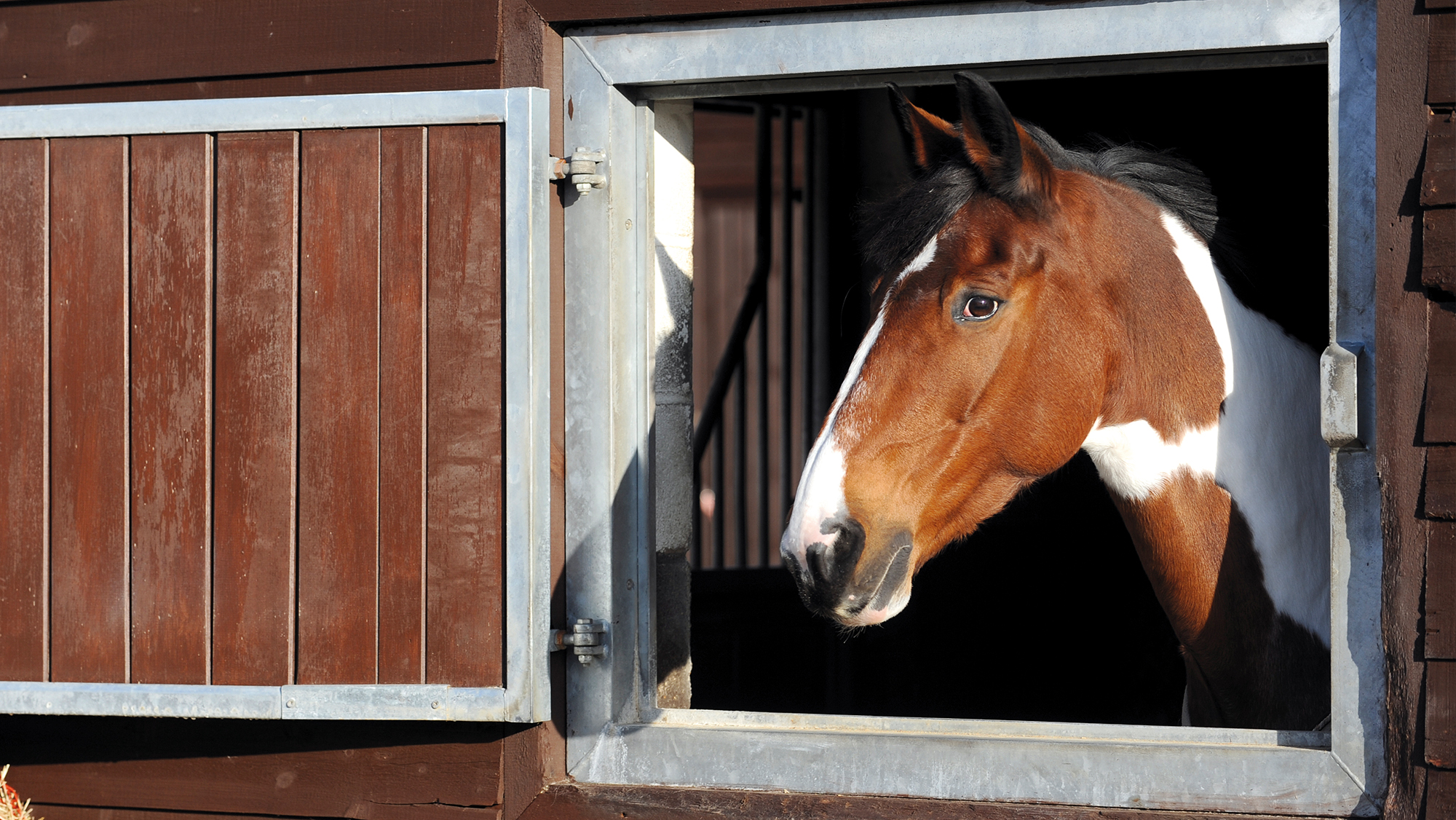Horse in stable looking out of the window