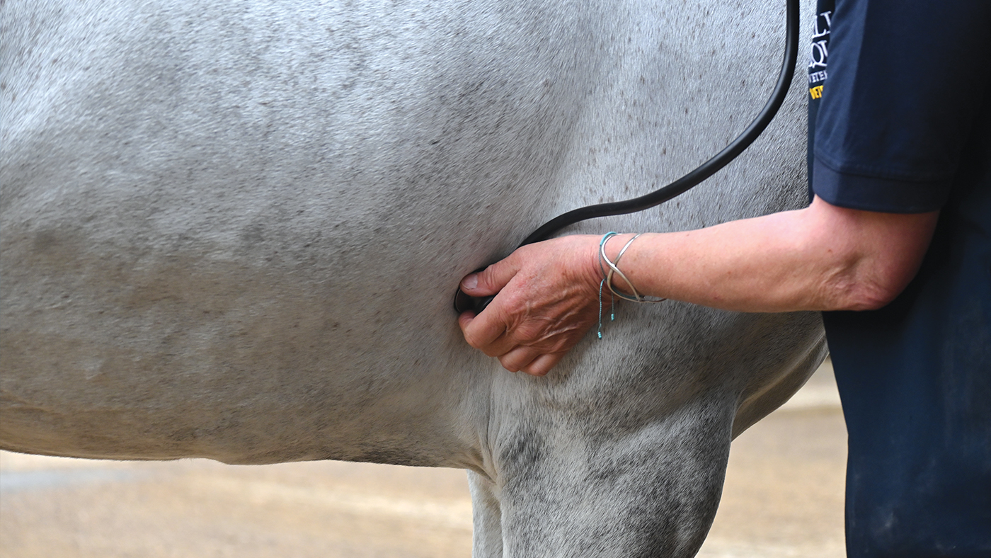 Close up of vet monitoring horse’s heart rate with stethoscope