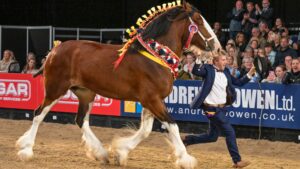 Thomas Whittaker and Knutsford Monte-Carlo trot victorious from the ring after they are crowned HOYS Shire of the Year