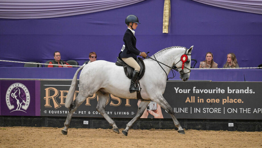 A grey working hunter pony trots around the HOS area wearing his re rosette and with his rider wearing a navy jacket.