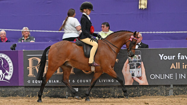 A 128cm bay show pony trots around the main arena at Horse of the Year Show.