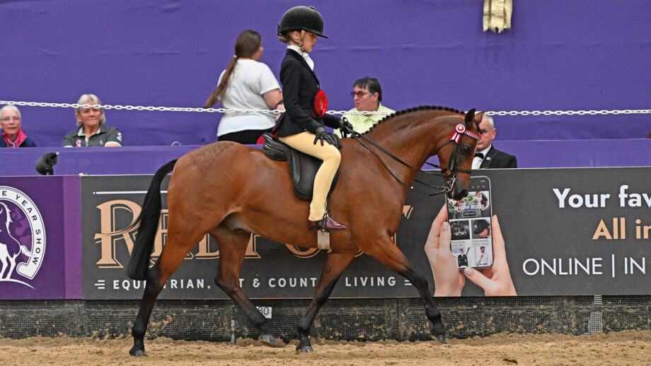 A 128cm bay show pony trots around the main arena at Horse of the Year Show.