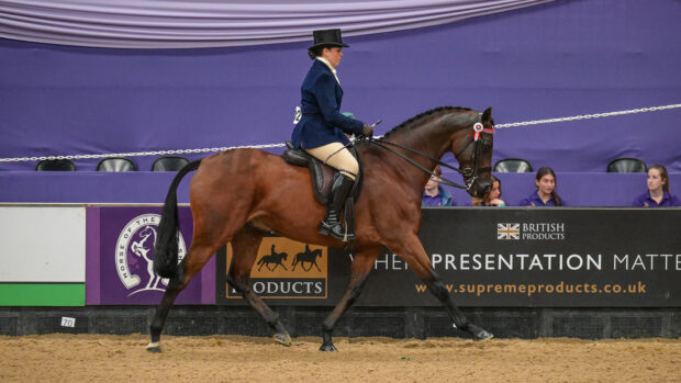 A bay former racehorse called As I See It trots around the international arena at HOYS, ridden by Loti Innes-Parry, who is wearing a blue show jacket and top hat.