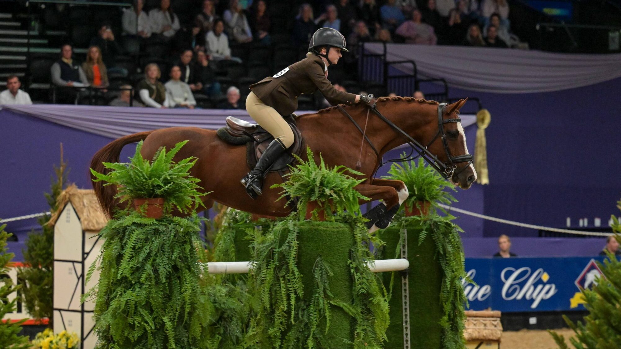 Georgia Darlington and Jara jump to glory and stand HOYS working hunter champion