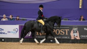 A black Weslh Section C with four white socks trots around the international area at HOYS 2025. Thistledown Super Star is one of 25 stunning natives who won at HOYS 2025