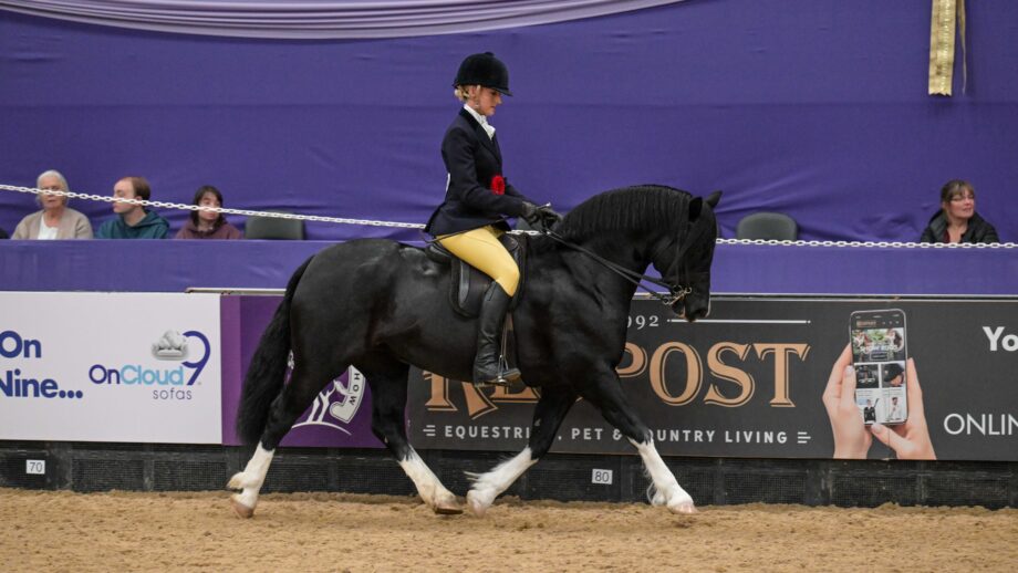 A black Weslh Section C with four white socks trots around the international area at HOYS 2025.