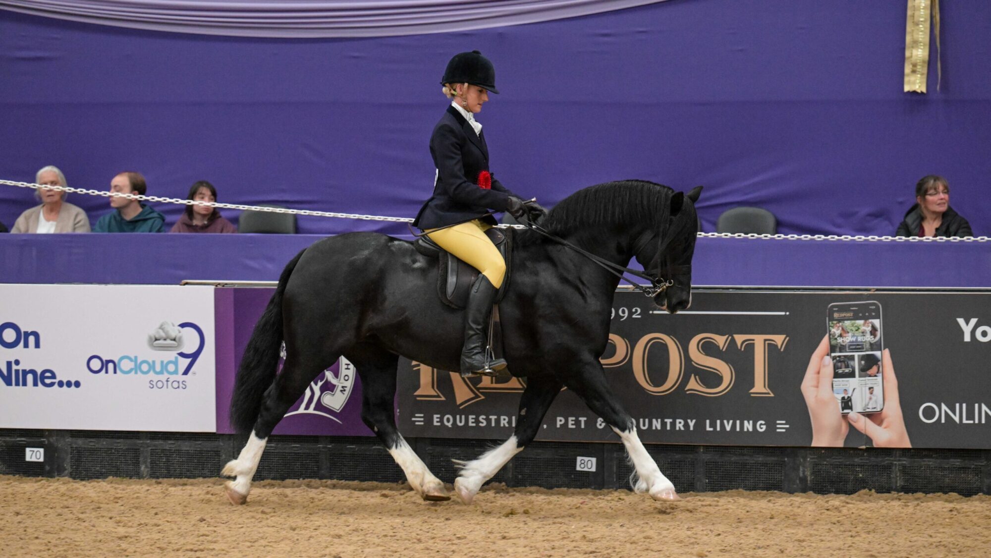 A black Weslh Section C with four white socks trots around the international arena at HOYS 2025. Thistledown Super Star is one of 25 stunning natives who won at HOYS 2025