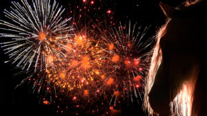 Horse head silhouette with fireworks in the background