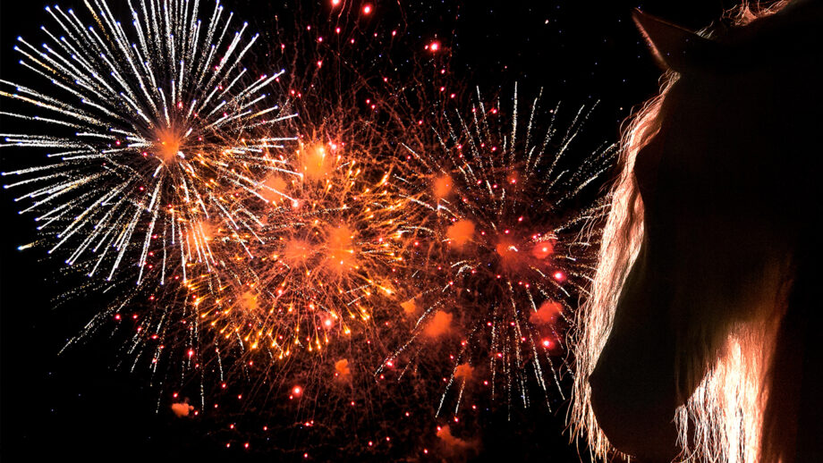 Horse head silhouette with fireworks in the background
