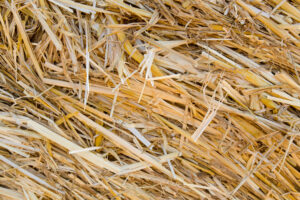 Close up of straw