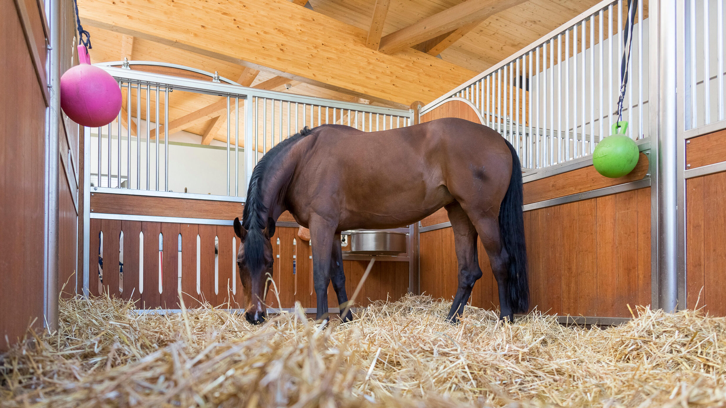 Bare may in a stable with stable toys hung up for enrichment