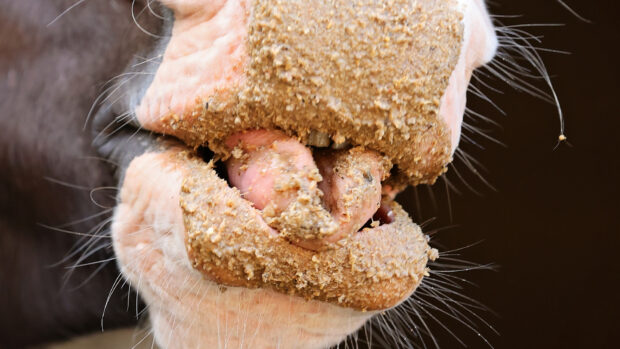 Close up of horse’s mouth after eating a mash hay replacer – with mash all round his lips