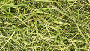 Close up of chopped dried grass