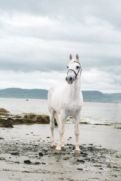 Connemara stallion Silver Shadow on the beach