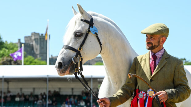 M&M Champion at Windsor standing in front of the Castle