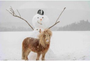 World Horse Welfare Christmas card showing Shetland pony with a snowman