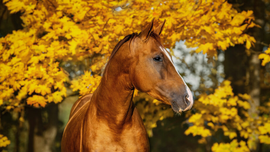 Chestnut horse with autumn leaf background