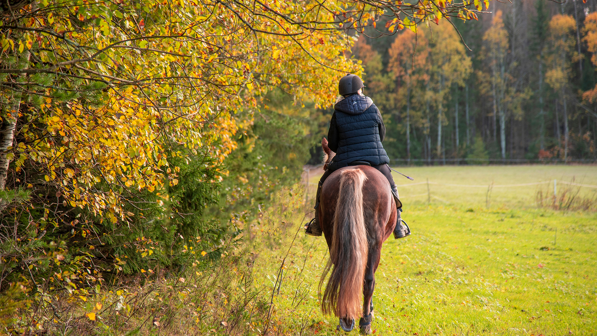 Horse rider hacking on chestnut horse with autumnal trees