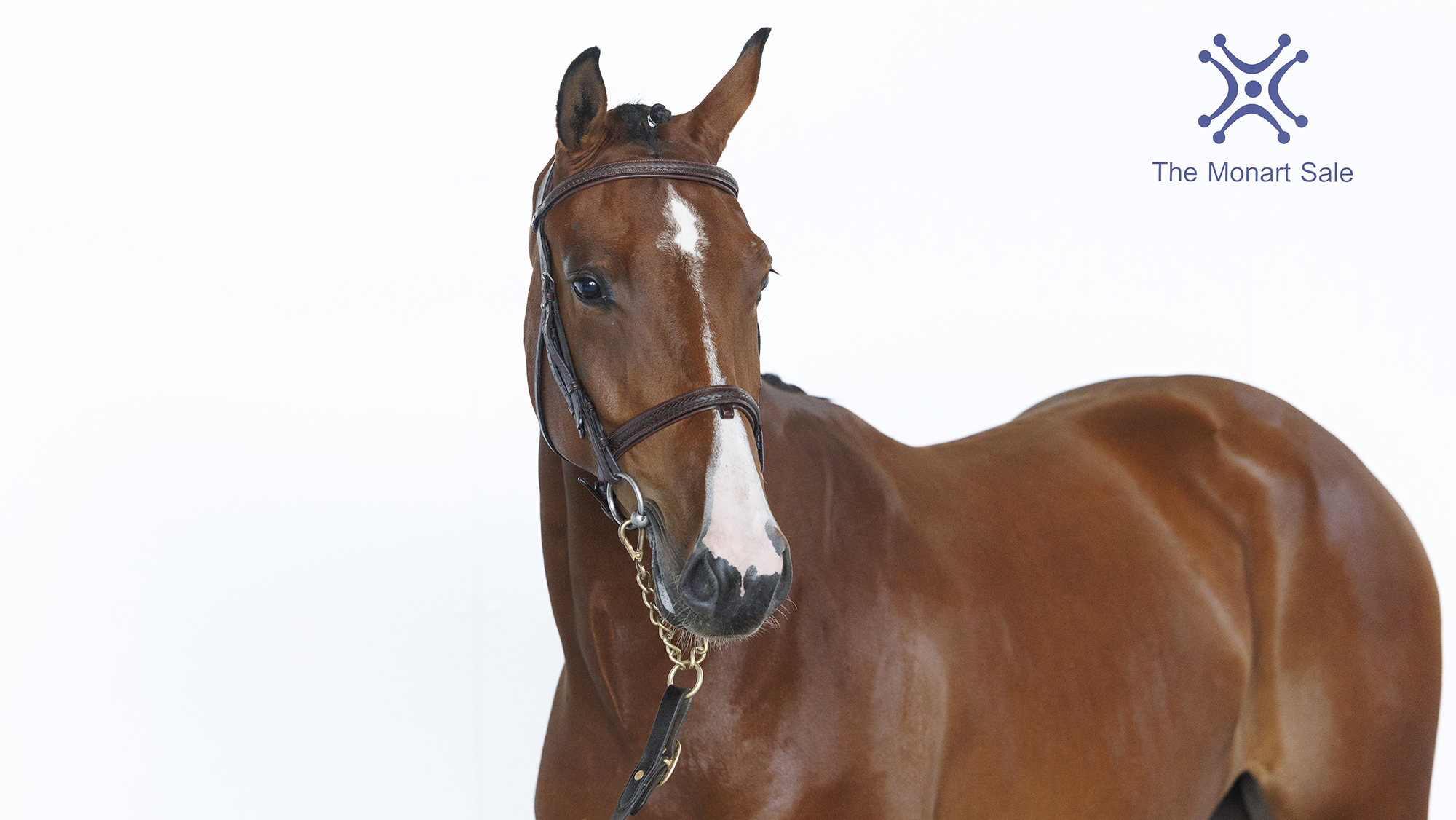 Top lot at Monart elite sport horse sale heads to the US as ‘strong demand’ reported