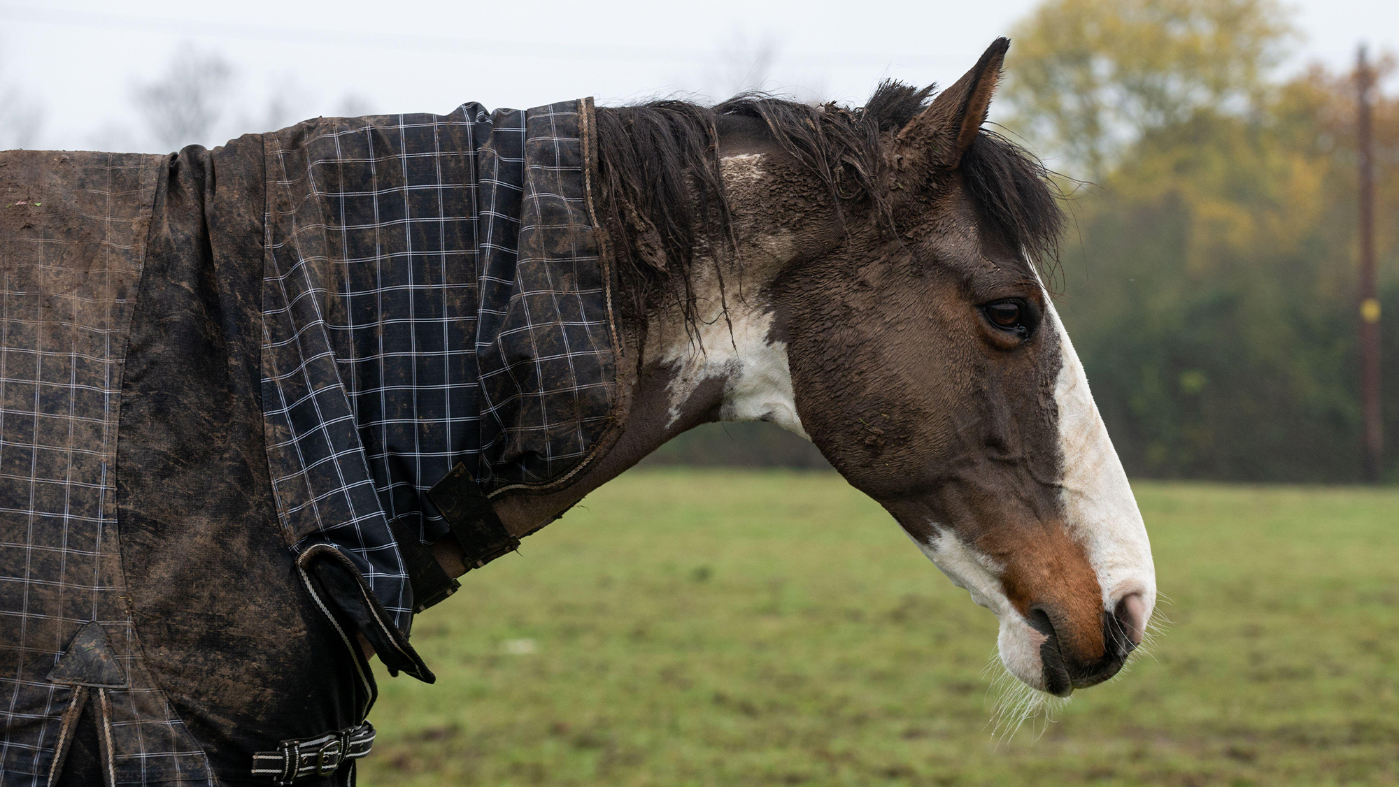 Close up of horse wearing a muddy waterproof turnout rug
