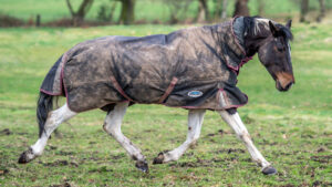 Horse trotting across field wearing a muddy turnout rug that needs washing