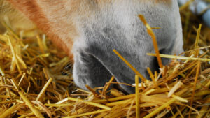 Close up of horse eating straw