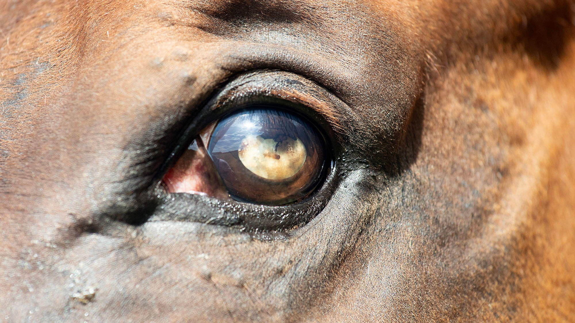 Close up of horse eye with uveitis