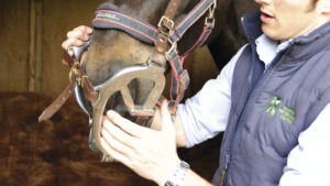 A horse fitting a metal gag on to a horse in order to safely examine its teeth