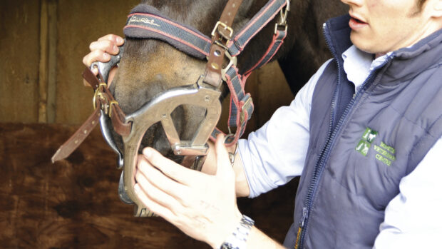 A horse fitting a metal gag on to a horse in order to safely examine its teeth