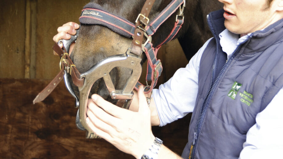 A horse fitting a metal gag on to a horse in order to safely examine its teeth