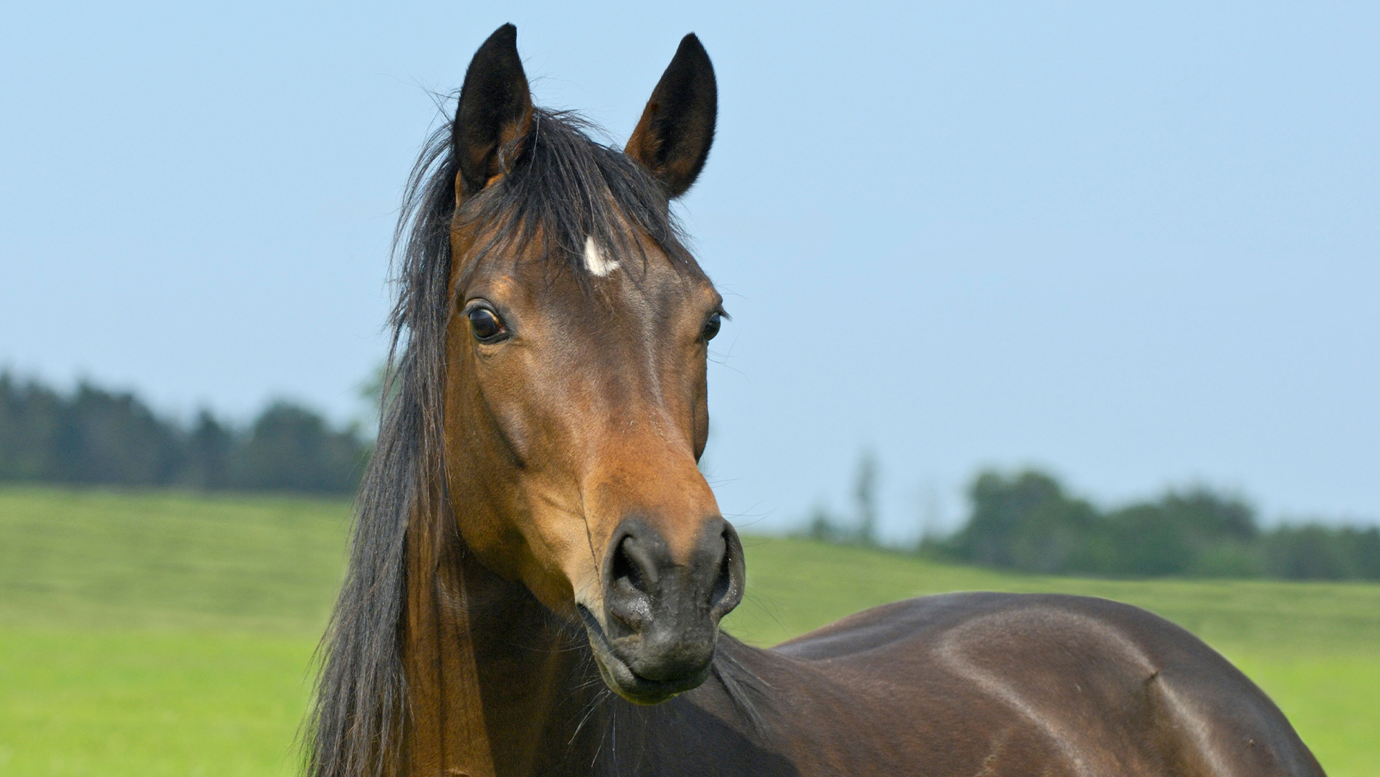 Close up of horse head showing large and protruding eyes