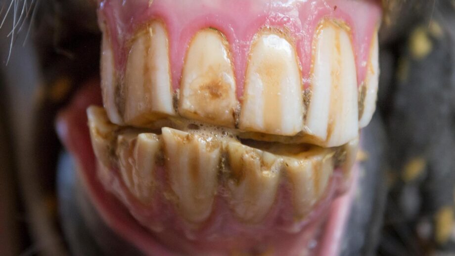 An Arabian’s horse's mouth showing an uneven wearing in 
