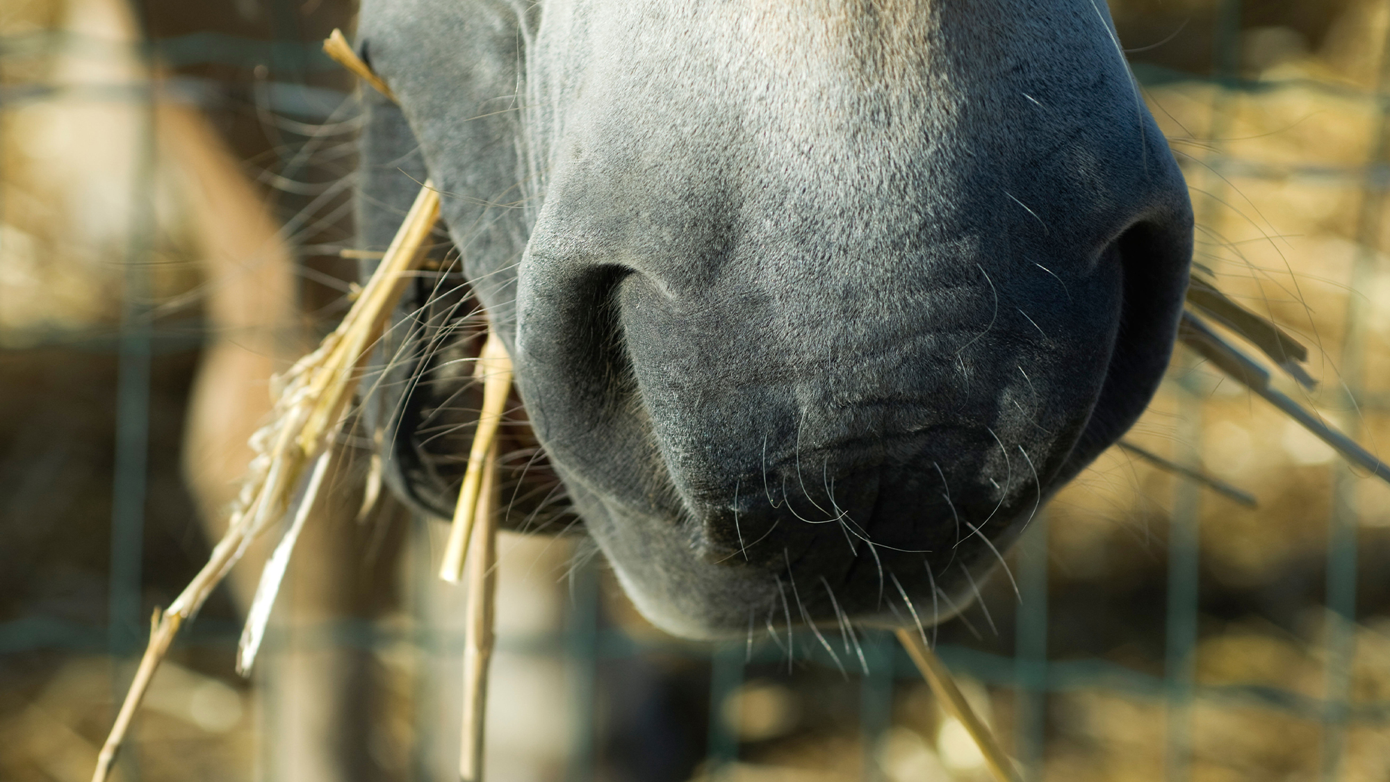 Close up of horse eating straw