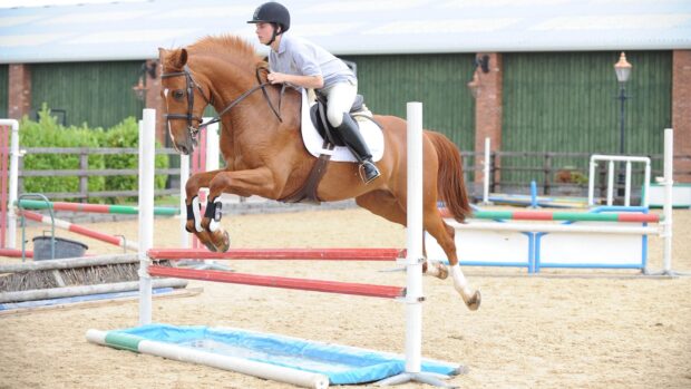 Horse jumping water tray in an arena