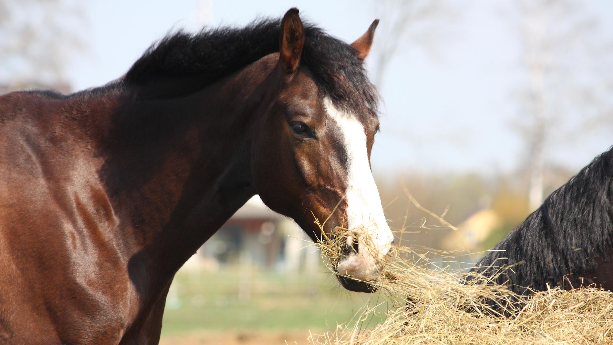 Bay horse with a blaze eating hay in a field