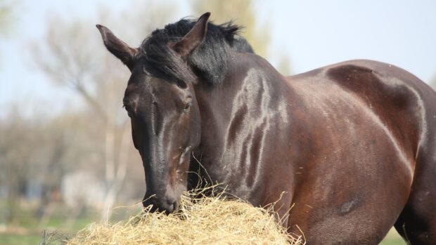 Black horse eating hay in a field