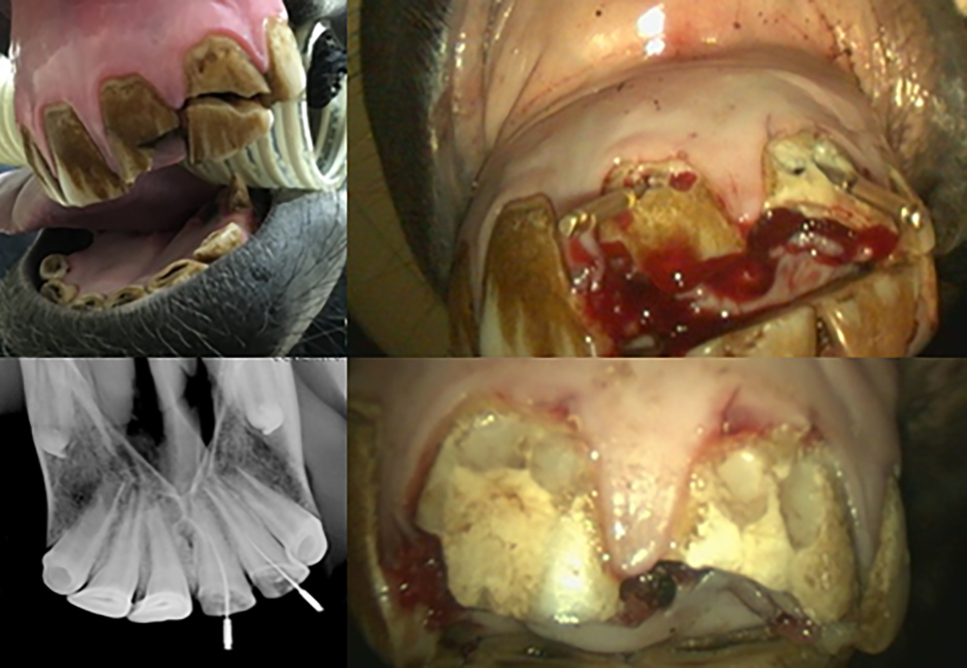 Horses teeth at various stages of endodontic treatment for damage and infections.