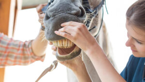 A vet parting the horse's lips to look inside its mouth