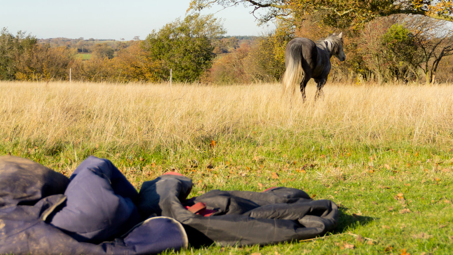 Horse rugging guide for every temperature, stabled or living out