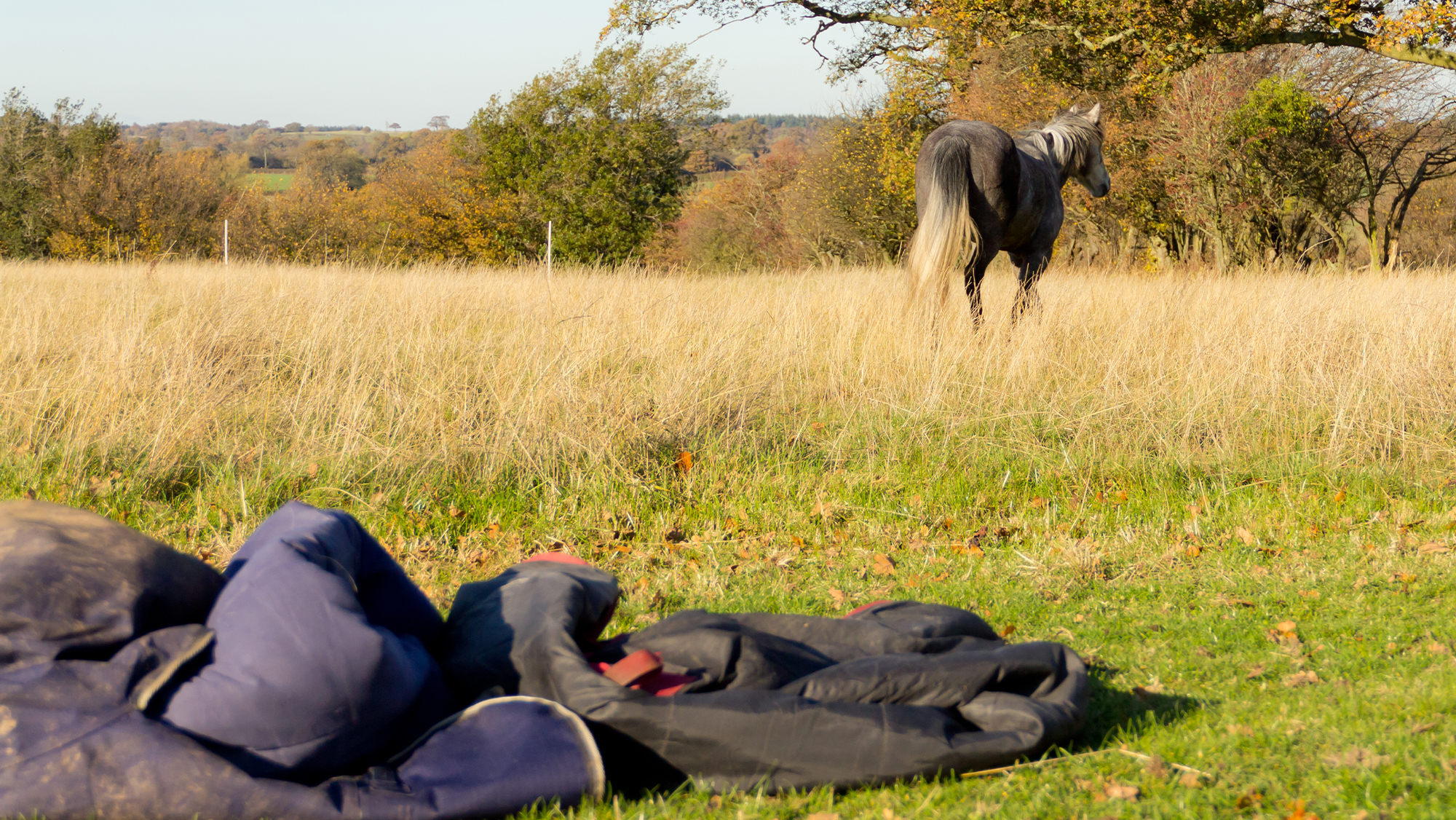 Pile of horse rugs in foreground, with horse wearing no rug walking across field in background
