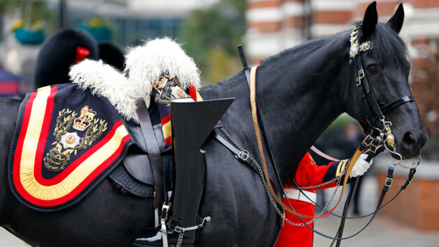 Black Household Cavalry horse in ceremonial dress for funeral