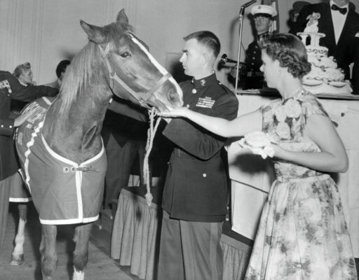 Sergeant Reckless is fed cake the wife of Lt. Eric Pederson during a Marine Corps birthday dinner at which the mare was guest of honour.