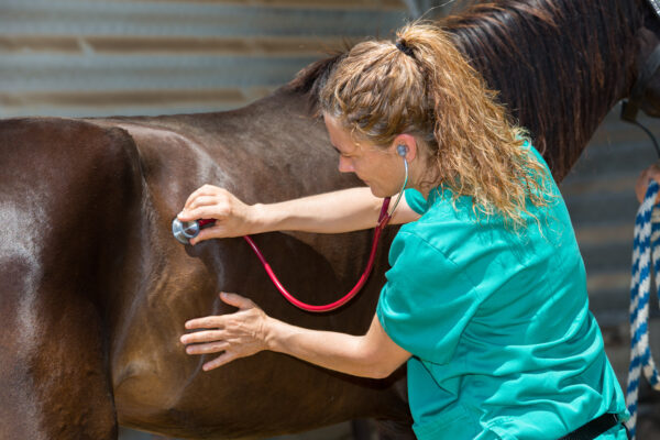 Vet listening to horse gut sounds with stethoscope