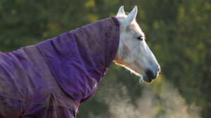Grey horse wearing purple rug with a neck
