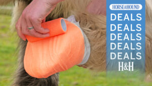 Horse having hoof poultice applied with H&H deals overlay