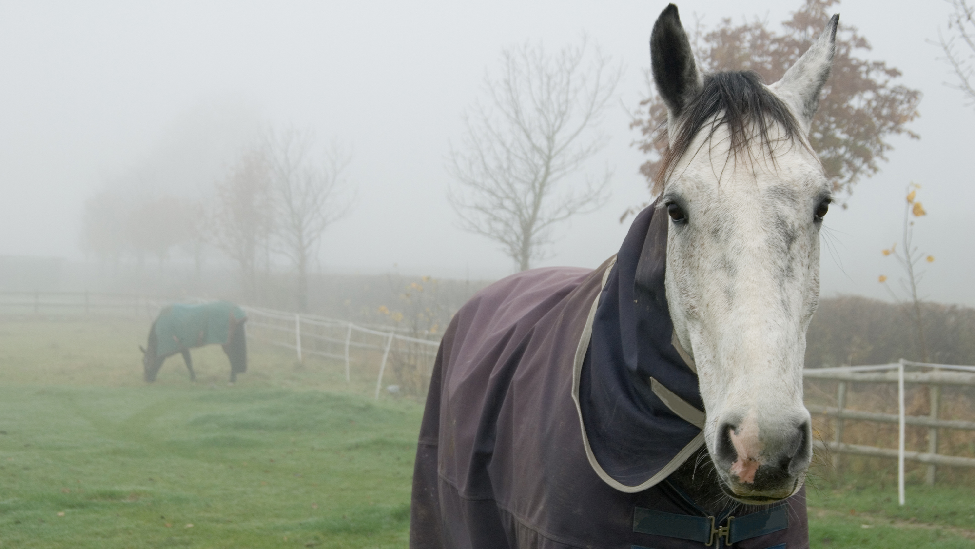Close up of grey horse wearing purple rug in a misty field