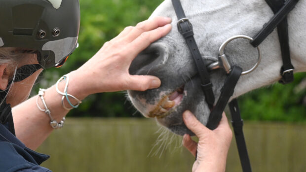 A vet wearing a hat parts a horse's lips to see its teeth The horse is wearing a bit and bridle.