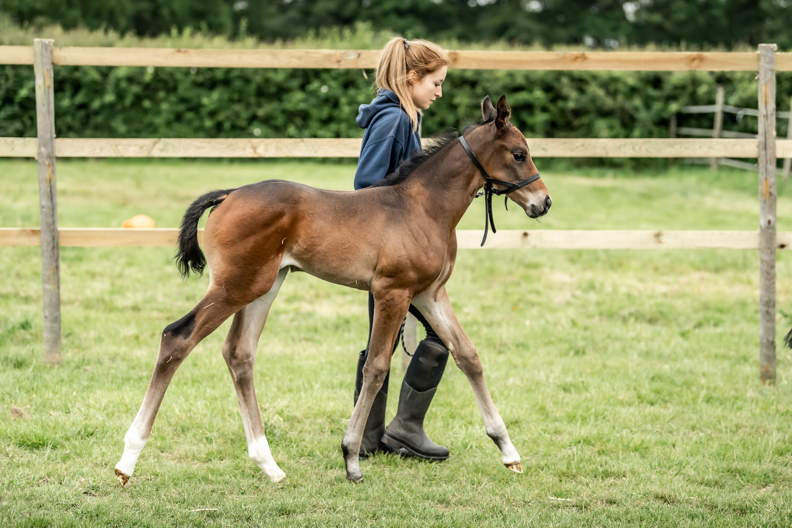 Lady leading a foal
